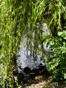 Idyll grove shore rain