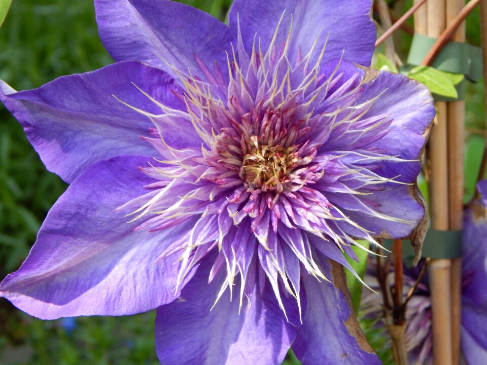 Summer blossom bloom