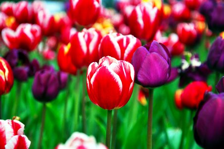Tulip spring flowers