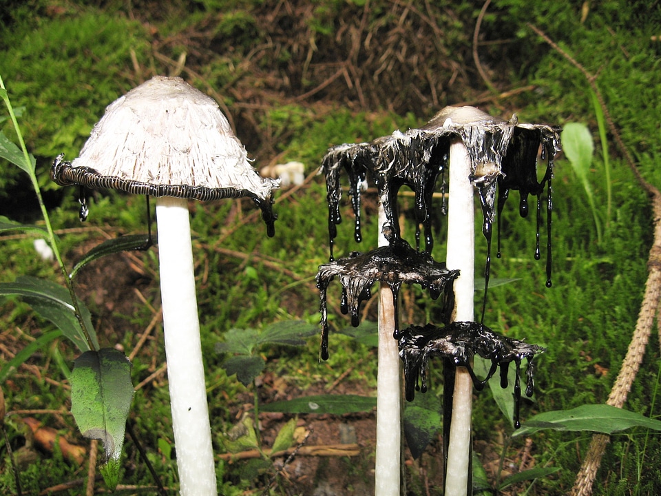 Coprinus comatus forest nature