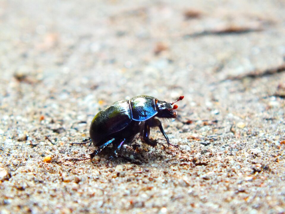 Beetle forest path sand
