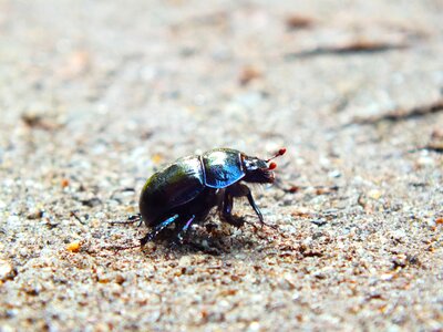 Beetle forest path sand photo