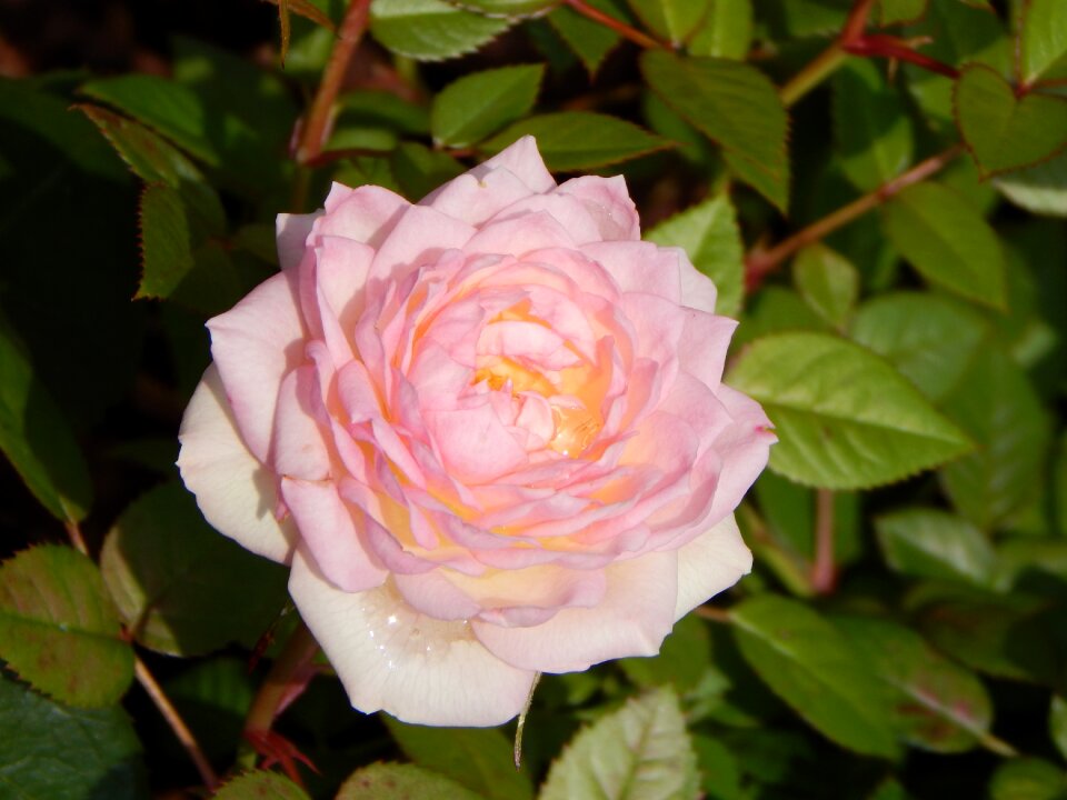 Pink rose blossom bloom