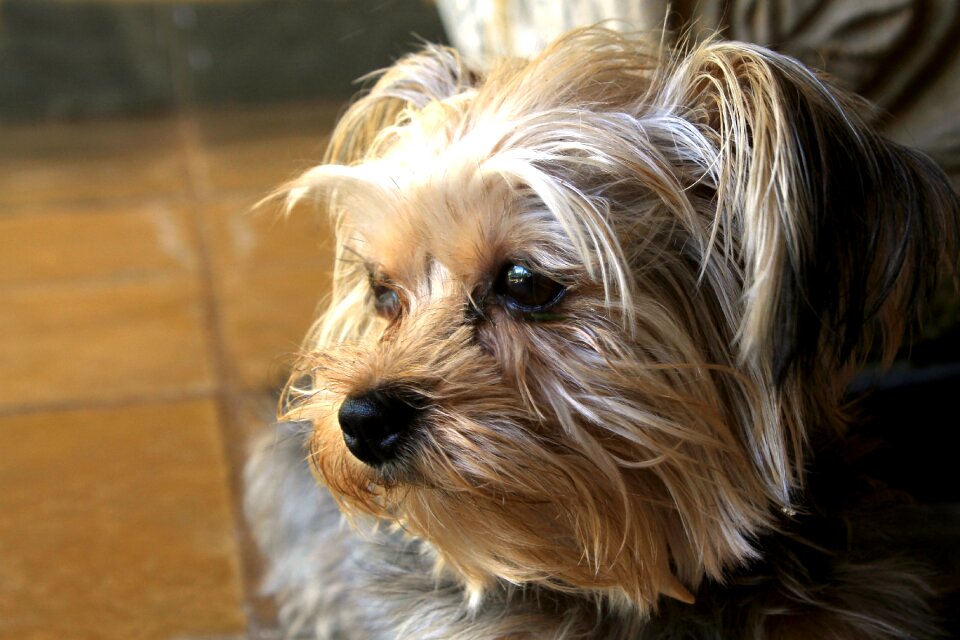 Domestic animals canine puppy
