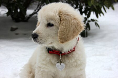 Puppy tatra sheepdog dog