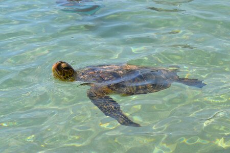 Ocean sea turtle photo