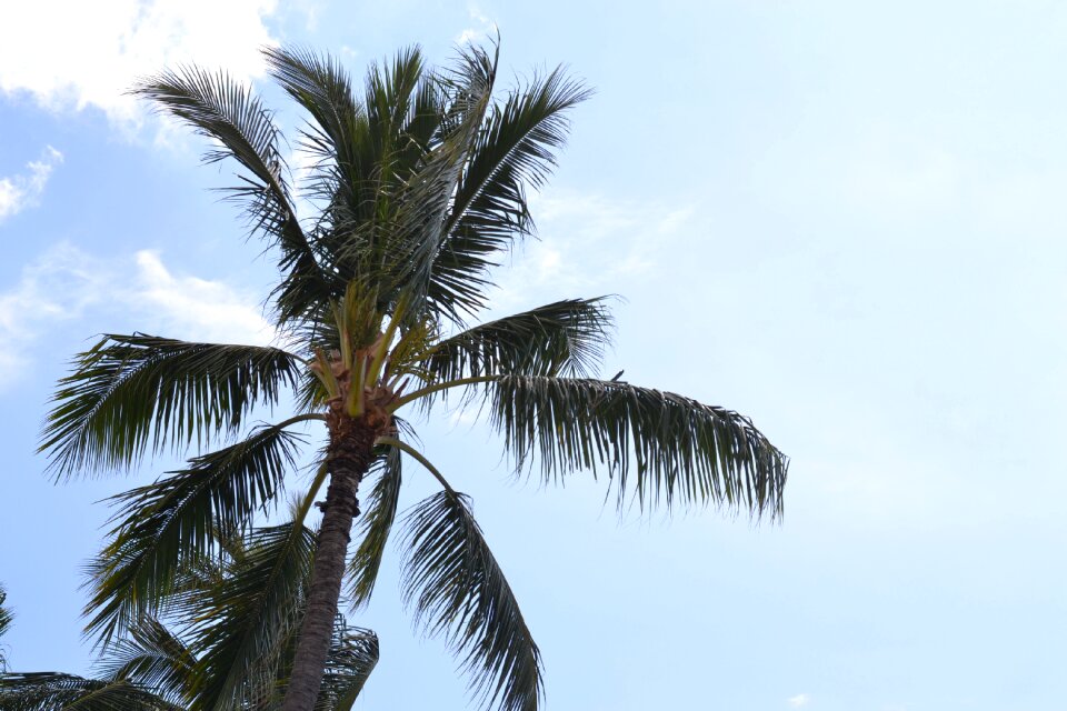 Hawaii palm beach