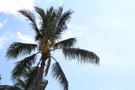 Hawaii palm beach photo