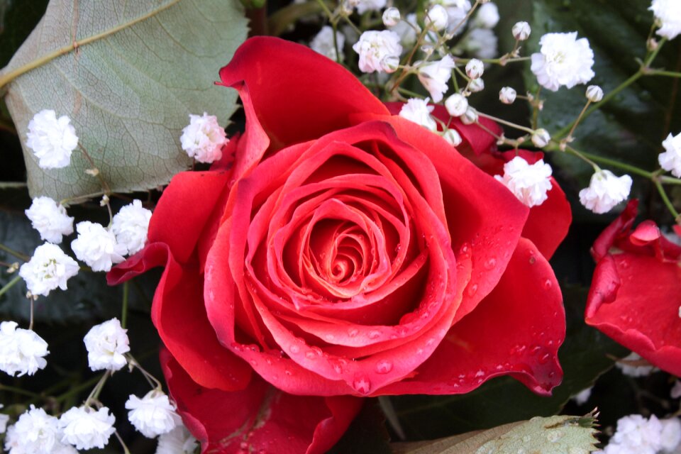 Red fragrance flower