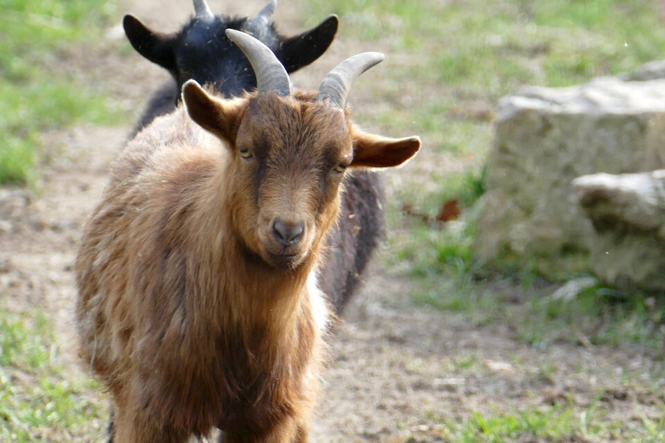 Animals goat animal enclosures