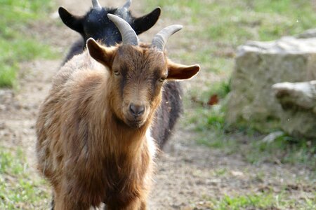Animals goat animal enclosures