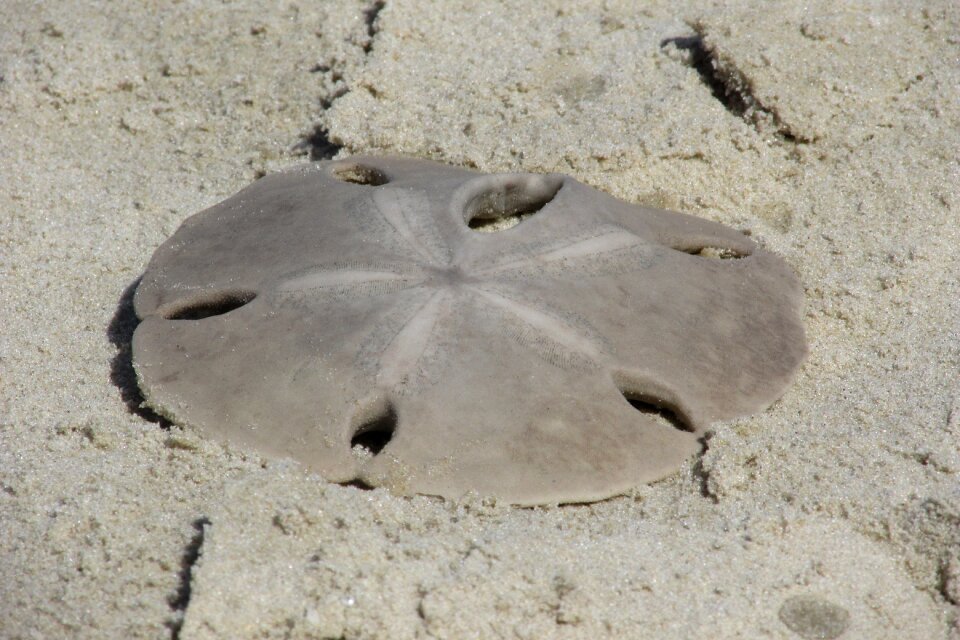 Wafer-to-beach mar nature