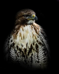 Bird of prey birds creative