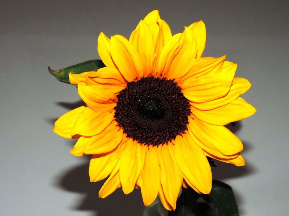 Sunflower alive refreshment