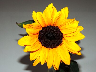 Sunflower alive refreshment