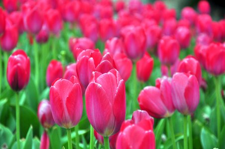 Tulip spring flowers photo