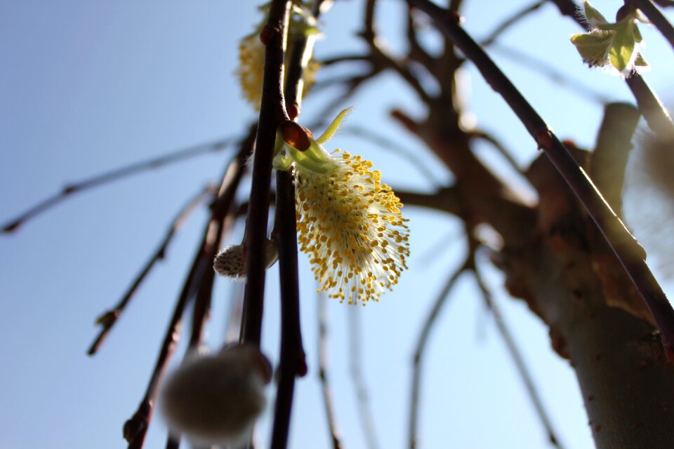 Nature spring flowers