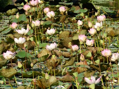Water lily tropical lake photo