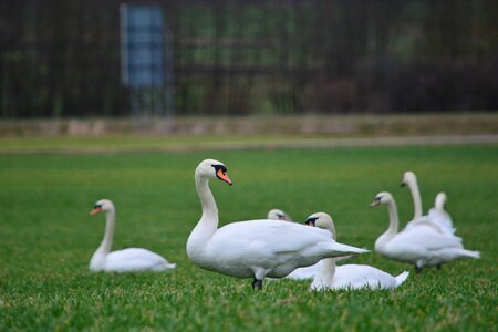 Bird white swan animal