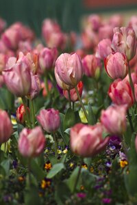 Tulips flowers roses