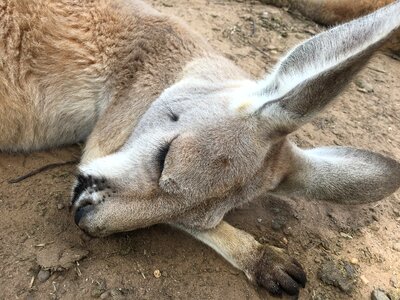 Kangaroo her sleeping face sleep