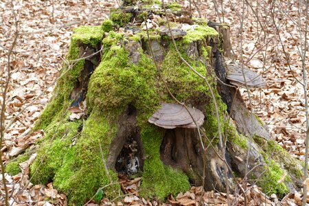 Tribe thoughtful mystical