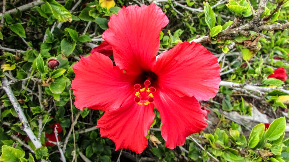 Red nature flora