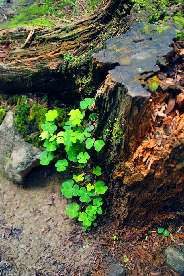 The bark new life spring