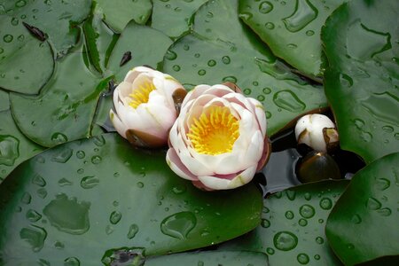 Water lily flowers portugal