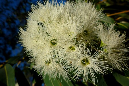 Eucalyptus native flora photo