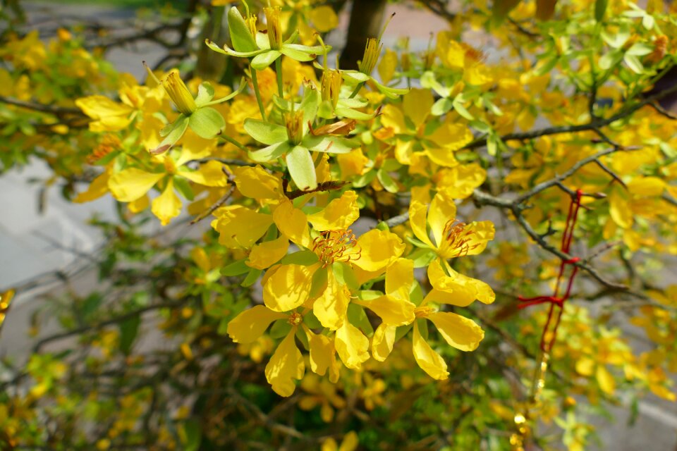 Spring tree nature