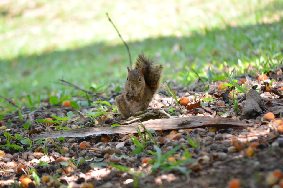 Cute natural park