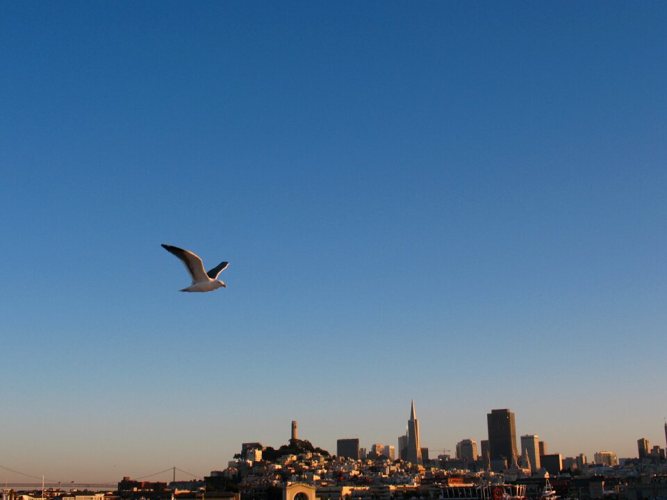 Flying skyline downtown