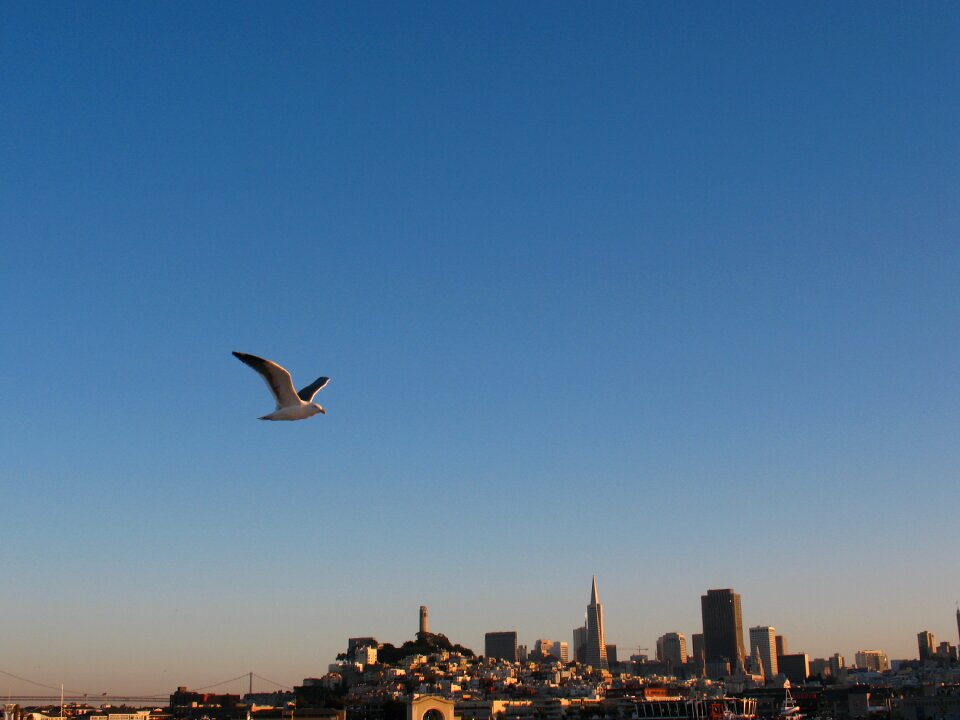 Flying skyline downtown photo