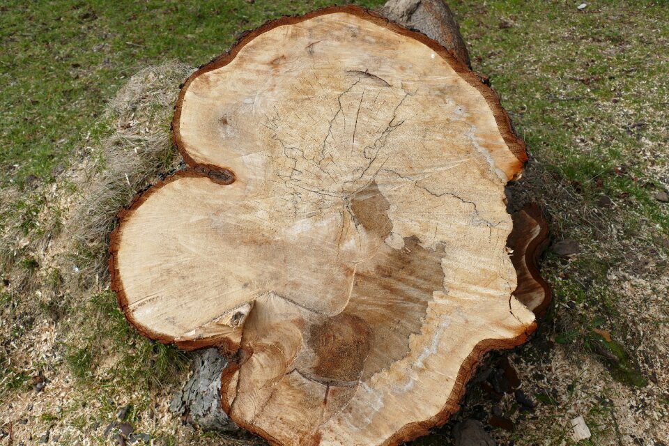 Annual rings tribe wood