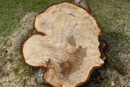 Annual rings tribe wood