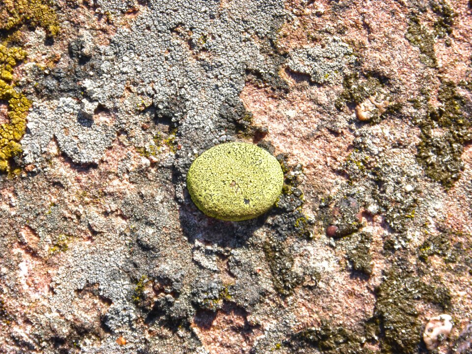 Lichen rock boulder