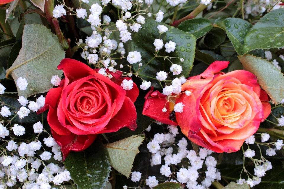 Red roses flowers romance