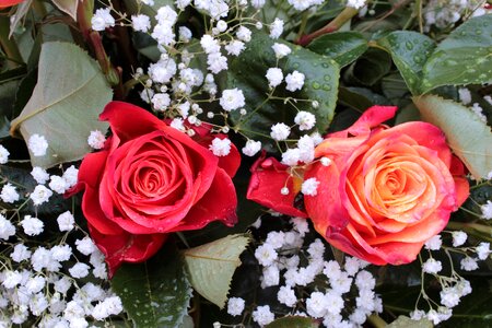 Red roses flowers romance photo