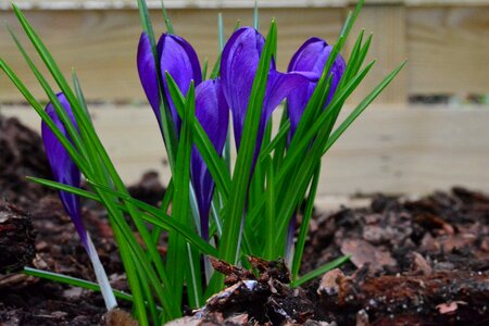 Flowers early bloomer harbinger of spring photo