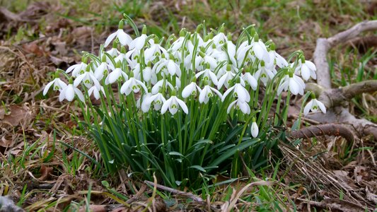 Spring meadow snowdrop flowers