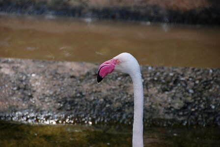 Head neck water bird