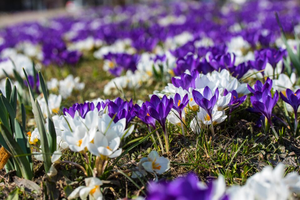 Plant flowers purple