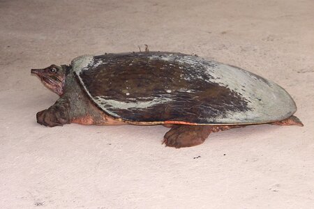 Florida turtles softshell florida softshell turtle