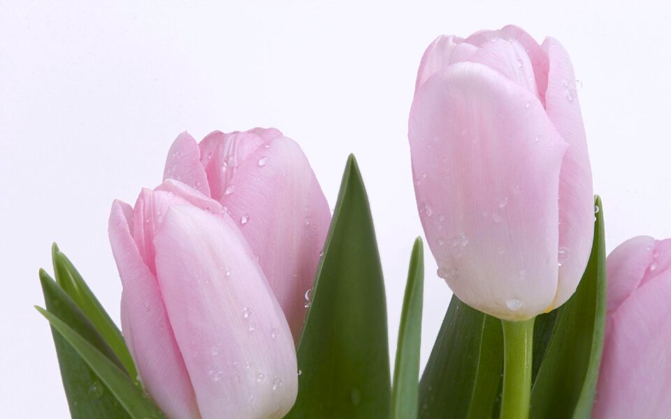 Pink flowers