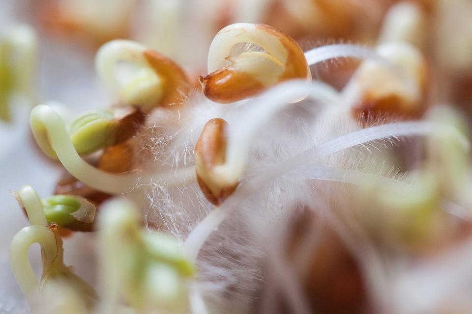 Developing germ embryophyta germ leaves
