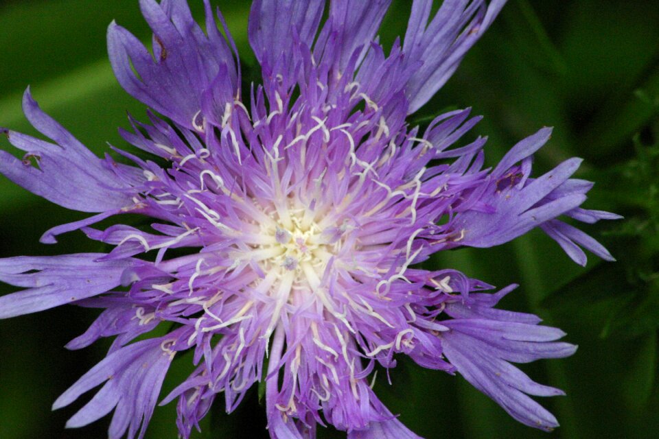 Delicate bloom small