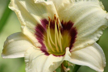 Flower blooms garden