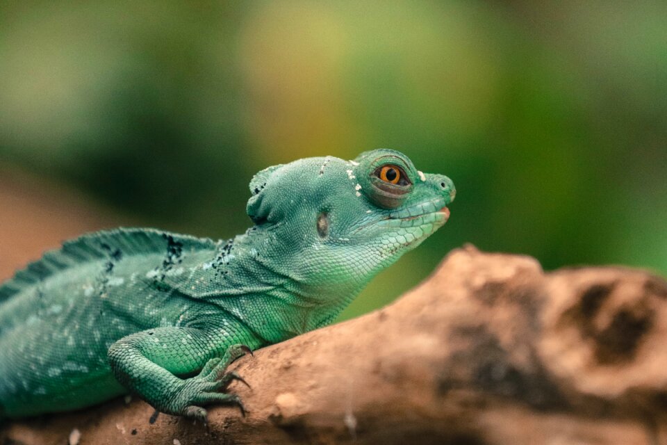 Animal nature green