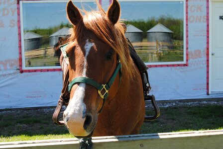 Equestrian horseback sport photo